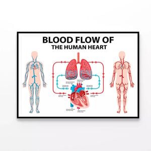 Blood Flow of Human Heart Illustration  Print 100% Australian Made 90x60cm  (Poster)