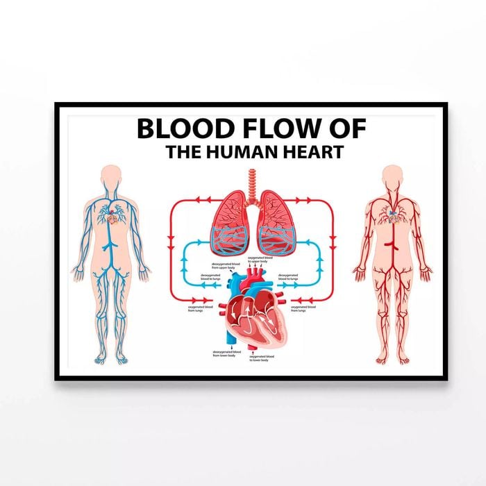 Blood Flow of Human Heart Illustration  Print 100% Australian Made 90x60cm  (Poster)