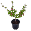 20L Sweetshrub - Calycanthus x raulstonii Hartlage Wine