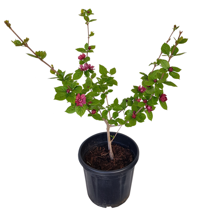 20L Sweetshrub - Calycanthus x raulstonii Hartlage Wine