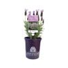 140mm Lavender LAVINNOVA® Lilac Lace - Lavandula