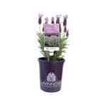 140mm Lavender LAVINNOVA® Lilac Lace - Lavandula