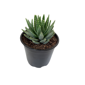 1.3L Aloe - Succulents Specialty Assorted 