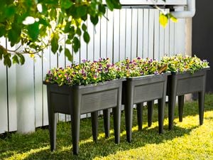 Flower beds in backyard