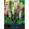 Yarra Valley Bulbs Pineapple Lily Eucomis Punctata