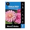 Bloomin Bulbs Dahlia Lavender Haze 1 Pack