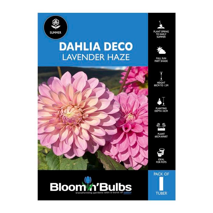 Bloomin Bulbs Dahlia Lavender Haze 1 Pack