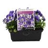 Viola China Blue Punnet - Viola cornuta