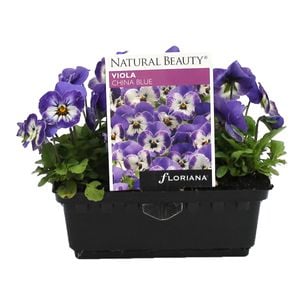 Viola China Blue Punnet - Viola cornuta