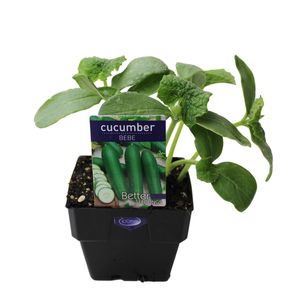 100mm Cucumber Bebe - Cucumis sativus