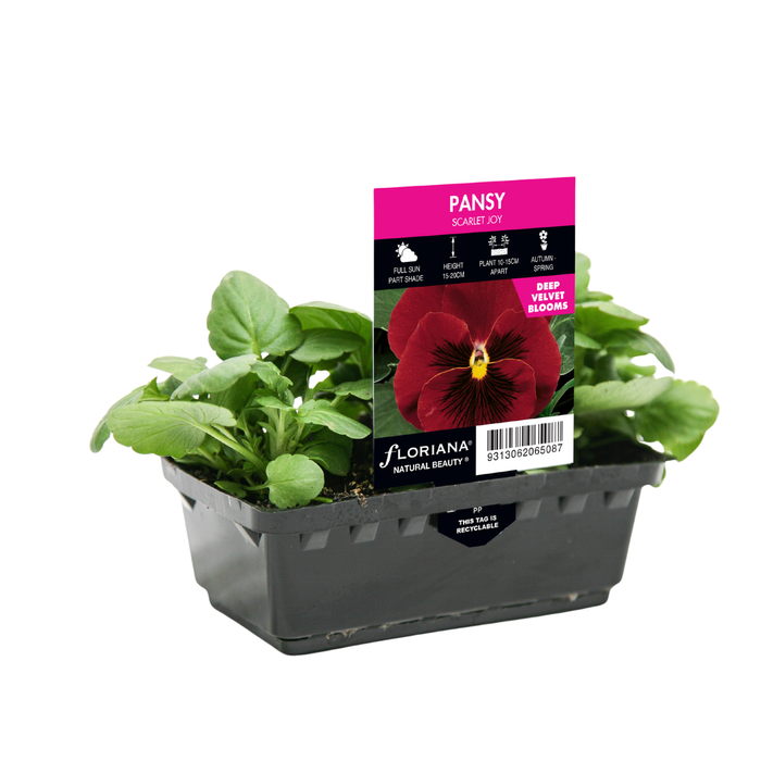 Punnet Pansy Scarlet Joy - Viola wittrockiana