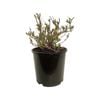2L Deutzia Assorted - Deutzia