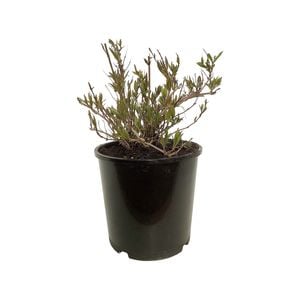 2L Deutzia Assorted - Deutzia