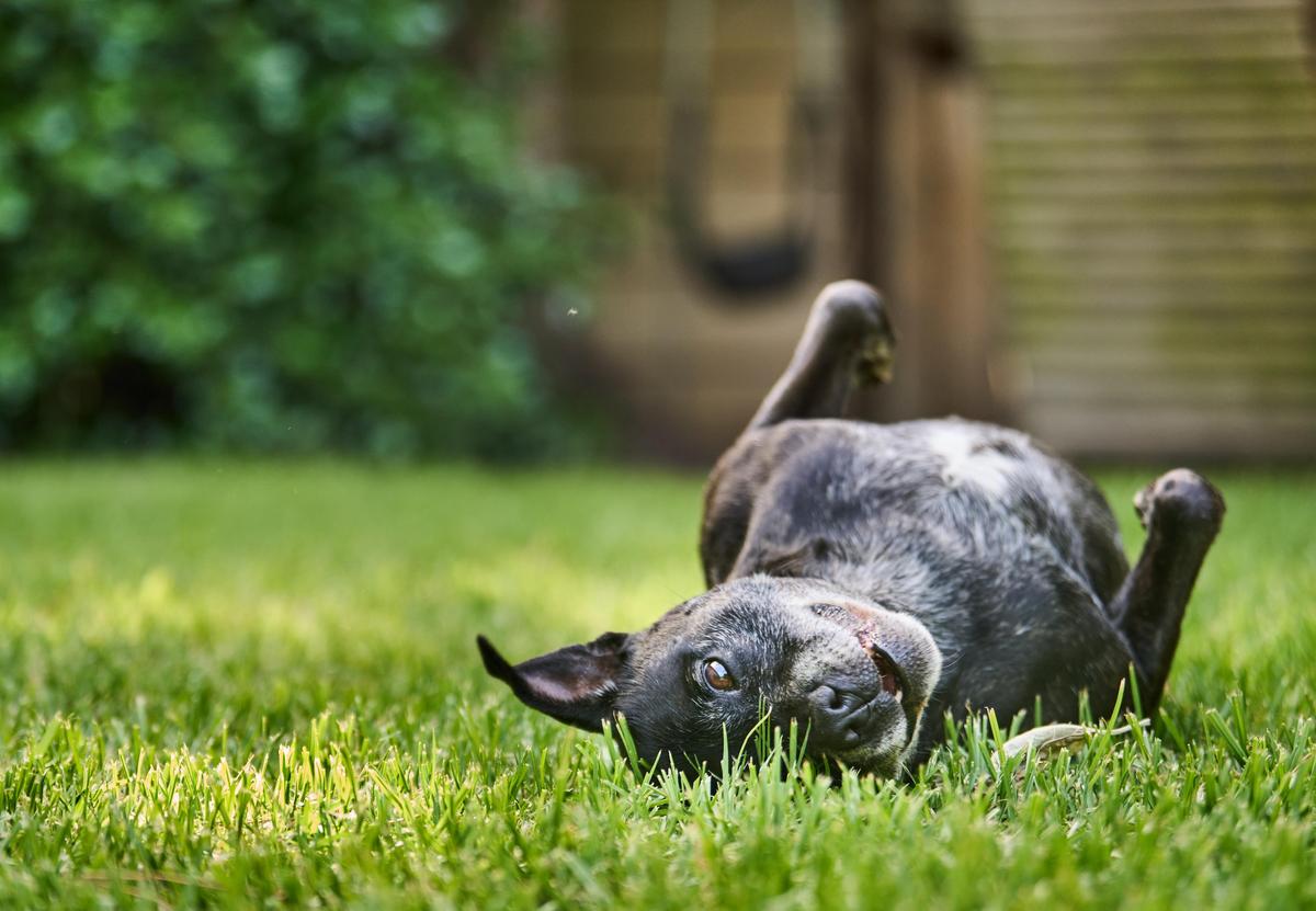 Lawn Care Tips For Dog Owners - Bunnings Australia