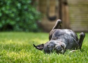 dog rolling around on the grass