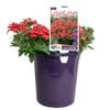 140mm Verbena Mr Lavalava