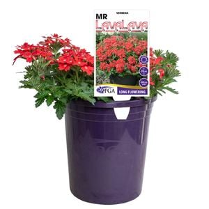 140mm Verbena Mr Lavalava
