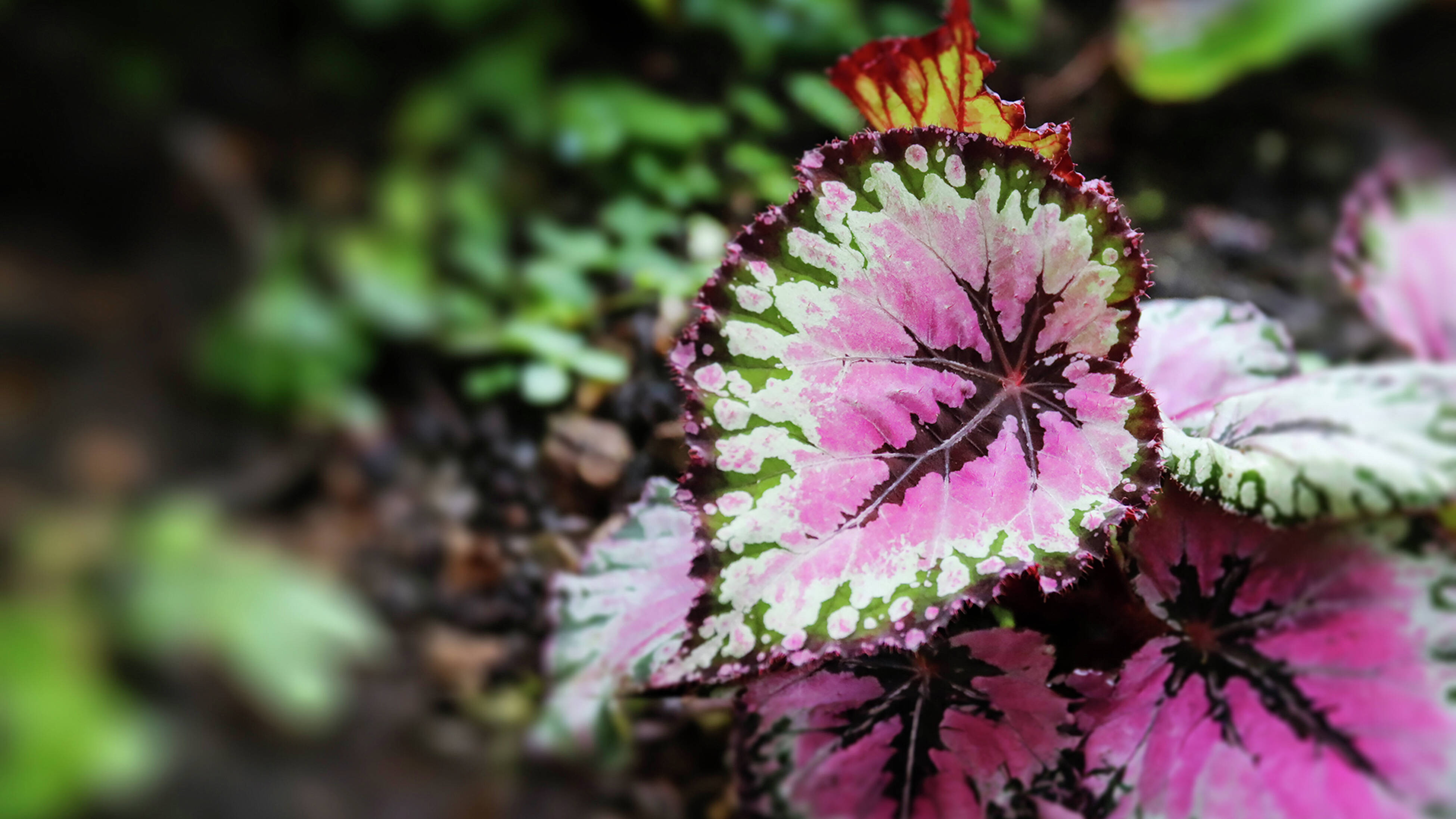 Close-up of a begonia leaf with pink, white, and green variegation and dark veins against a softly blurred garden background.