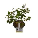 120mm Bonsai Starter Set
