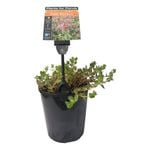 Plants for Ponds - 125mm Pink Rotala