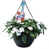 270mm Vinca Cascade Hanging Basket - Catharanthus roseus