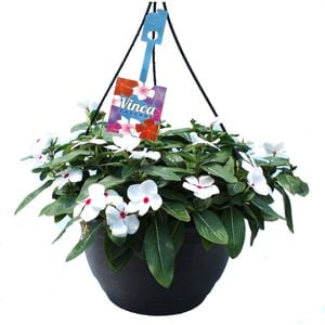 270mm Vinca Cascade Hanging Basket - Catharanthus roseus