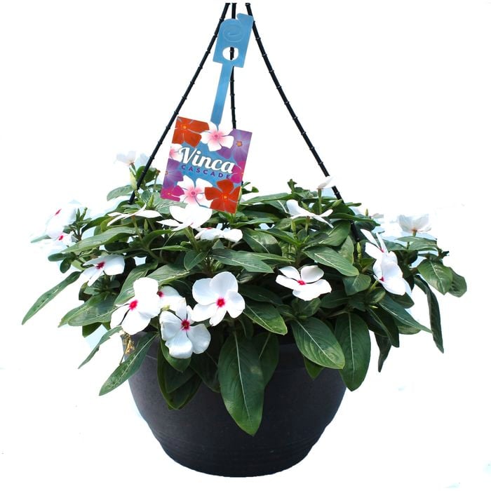 270mm Vinca Cascade Hanging Basket - Catharanthus roseus