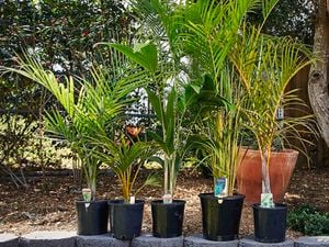 Varying heights of palm trees lined up.
