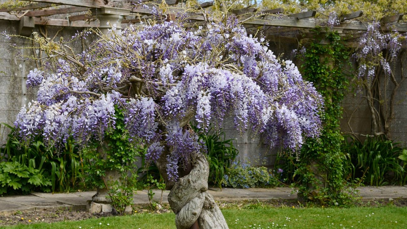 A wisteria