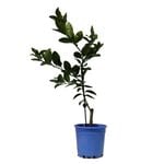 200mm Tahitian Lime - Citrus × latifolia