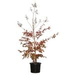 330mm White Flowering Crepe Myrtle - Lagerstroemia indica Natchez