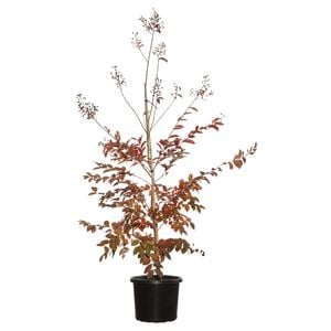 330mm White Flowering Crepe Myrtle - Lagerstroemia indica Natchez