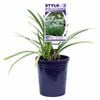 140mm Agapanthus Silver Baby - Agapanthus orientalis