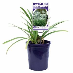 140mm Agapanthus Silver Baby - Agapanthus orientalis