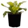 200mm Birds Nest Fern - Asplenium nidus