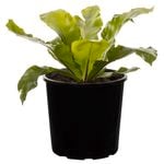 200mm Birds Nest Fern - Asplenium nidus