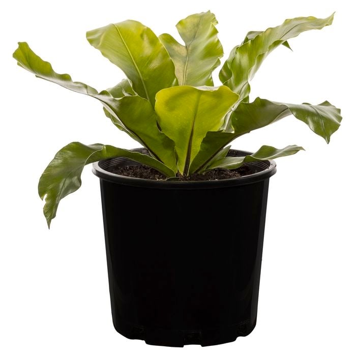 200mm Birds Nest Fern - Asplenium nidus