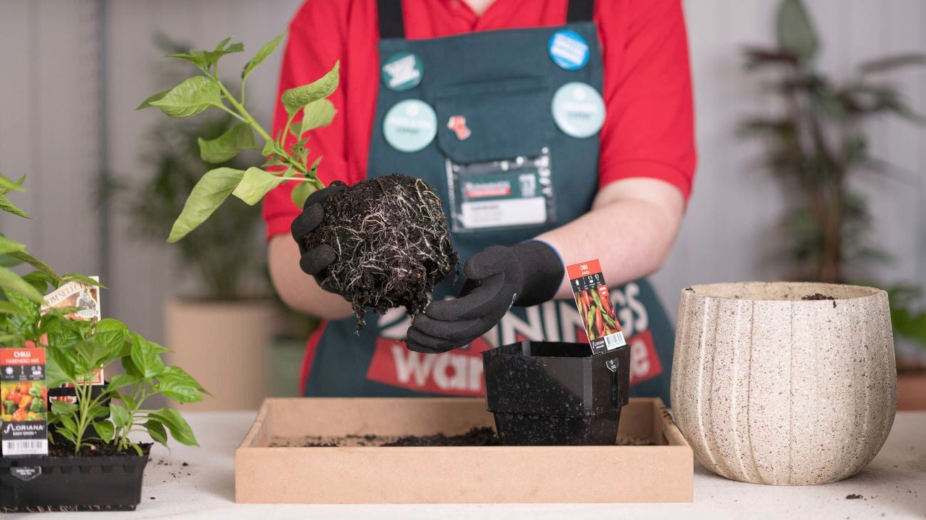 Potting a small plant with roots.