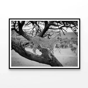 Cheetah Stands in Tree  Print 100% Australian Made 120x90cm  (Poster)