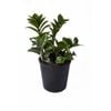 140mm Zanzibar 'Zenzii' - Zamioculcas Zamiifolia Zenzii