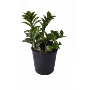 140mm Zanzibar 'Zenzii' - Zamioculcas Zamiifolia Zenzii