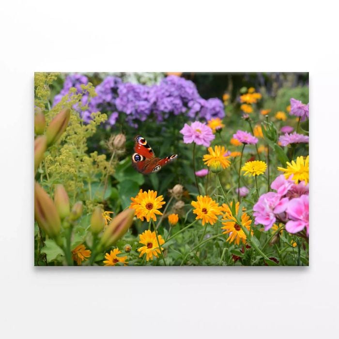 Butterfly Perched On a Flower  Print 100% Australian Made 150 x 100cm  (Stretched)