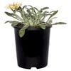 130mm Gazania Gold - Gazania hybrid Buccaneer