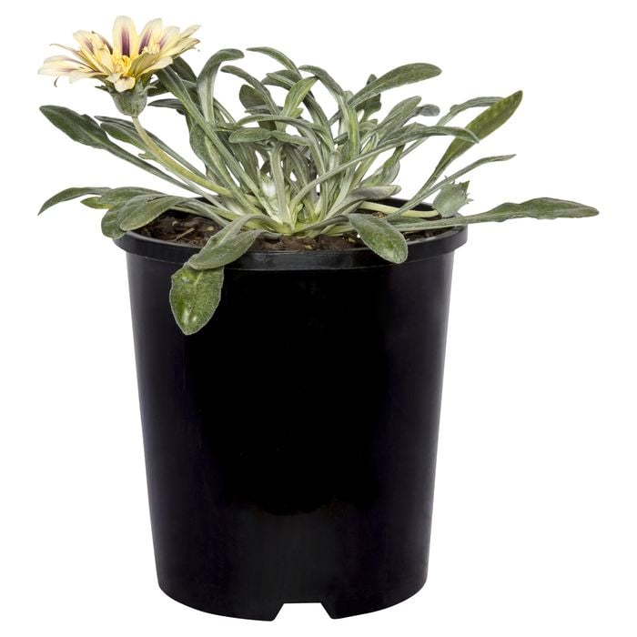 130mm Gazania Gold - Gazania hybrid Buccaneer