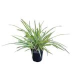 2L Dianella Nigra
