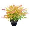 3.3L Heavenly Bamboo - Nandina Gulf Stream