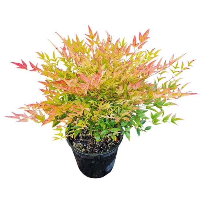 3.3L Heavenly Bamboo - Nandina Gulf Stream