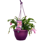 200mm Madame Butterfly Zygo - Zygocactus schlumbergera hybrid Madame Butterfly