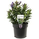 140mm Kiwi Hebe™ Matata - Hebe x andersonii