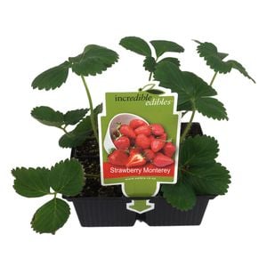Strawberry Monterey - 4 Pack